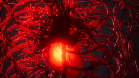 Blood-vessel-system-and-heart